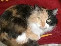 tnet pics 001.webp