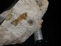 star fossil email.webp