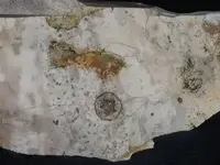 star fossil2email.webp