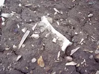 100_4662.webp