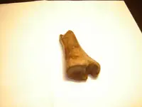 Bone1.webp