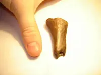 bone2.webp