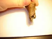 bone3.webp