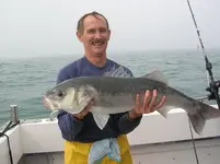 sea-bass2.webp