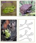 barking tree frog.webp