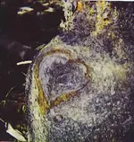 heart.webp