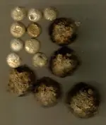 May21$01grapshot.webp