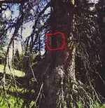 tree.webp