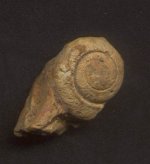 snail fossil.jpg