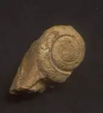 snail fossil.webp