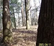 Marking in tree.webp