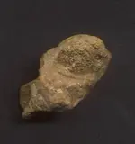snail fossil back.webp