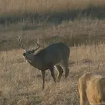 12 Point Buck(2).webp