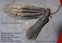 crinoidcrawfordsville2.webp