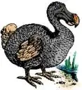 dodo.webp