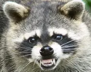 Raccoon.webp
