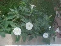 MVC-007F.webp