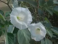 MVC-003F.webp