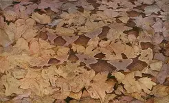 snake copperhead in leaves.webp