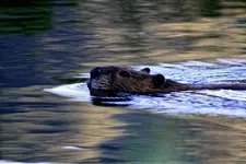 beavera.webp