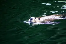 beaverb.webp
