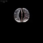 fenn-05-l-1.webp