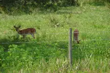 fawns.webp