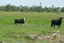 florida cattle.webp