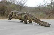 hog retriver.webp
