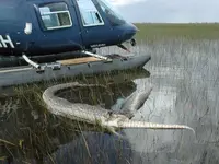 Alligator_Snake2.webp
