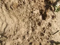 cut shin 034 (824 x 618).webp cut shin 034 (824 x 618).webp