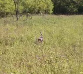turkey.webp