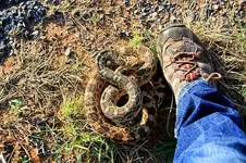 bullsnakea.webp