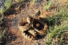 bullsnakeb.webp
