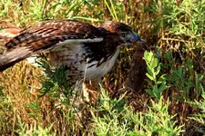 redtailb.webp