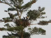 eagles in MI.webp