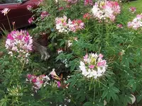 spiderplants.webp