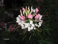 spiderplant.webp