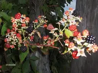 blackberries.webp