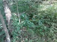 old foundation.webp