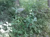 old well maybe.webp