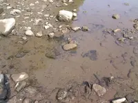 tadpoles.webp