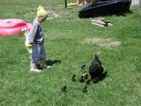 chickens.webp