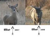 Deer pics2.webp