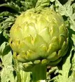 imperial_star.webp