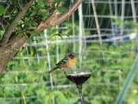 oriole female 003.webp