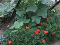garden aug 2009 006.webp