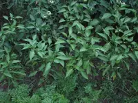 garden aug 2009 004.webp
