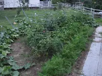 garden aug 2009 009.webp