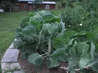 garden aug 2009 011.webp